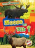 Moose_or_elk_